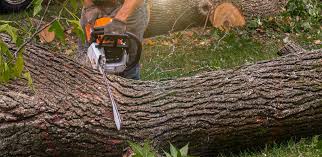 Malvern, PA  Tree Services Company